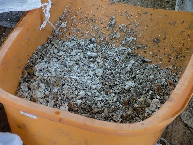 粉々になった貝殻