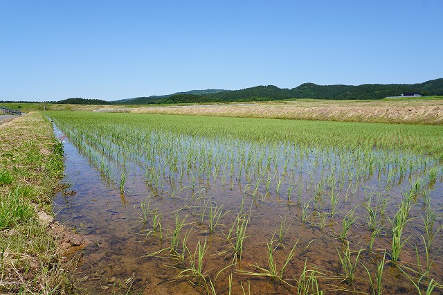 写真：横岡の棚田