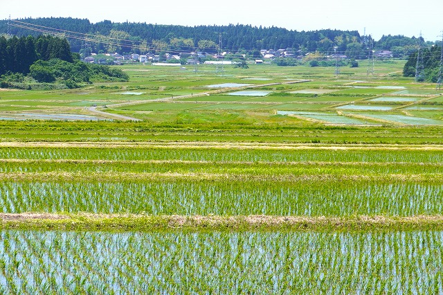 写真：横岡の棚田