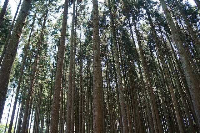 写真　杉の森