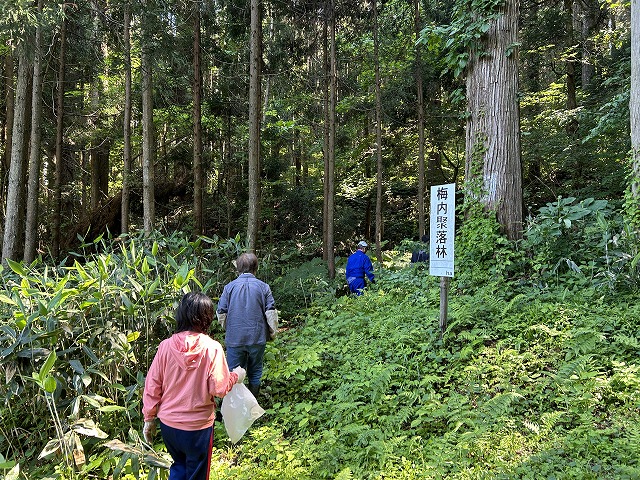 写真　山菜採り