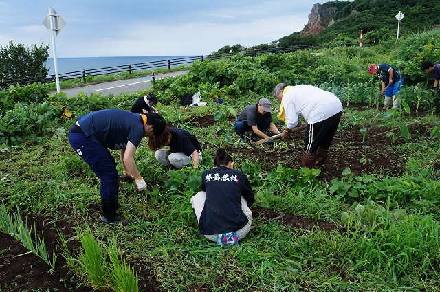 草むしり
