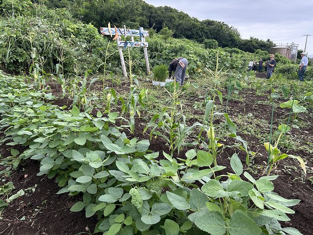 野菜