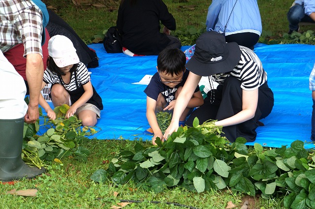 写真　枝豆もぎ取り