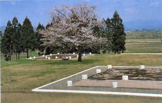 政庁跡と桜