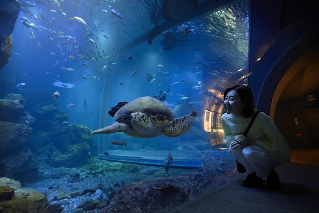 男鹿水族館GAO