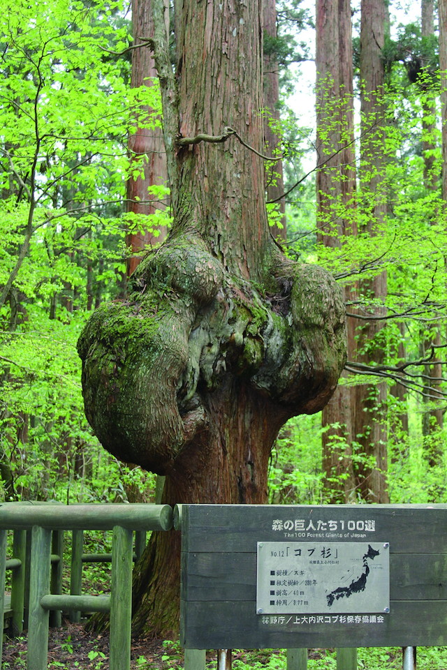 コブ杉