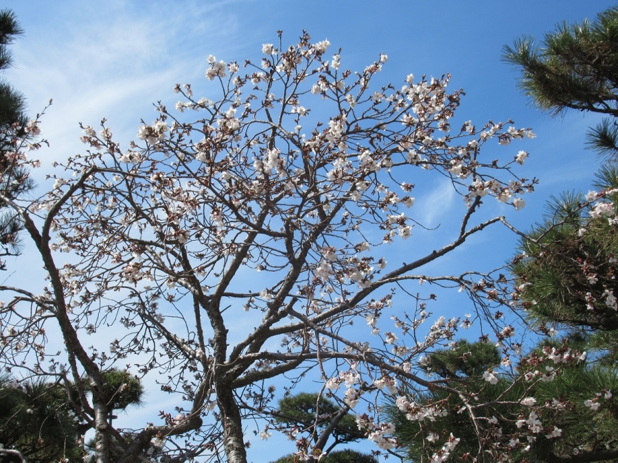 県庁中庭の桜が咲きました！