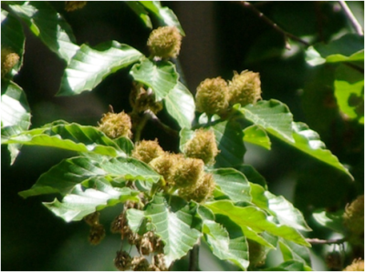 白神山地もブナの実、大凶作