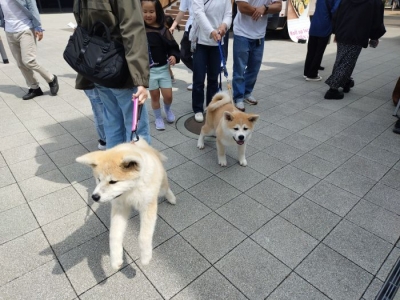 福岡のわらび座公演を秋田犬が応援