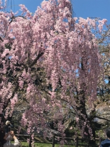 桜と笑顔が満開！！~北海道・東北ブロック交流推進員日記~