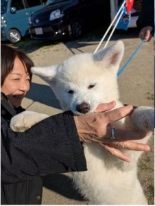福岡で20年ぶりの秋田犬本部展、福岡・秋田県人会も運営補助で活躍