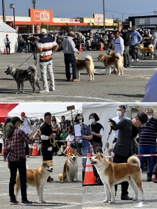 5月3日(祝)、大仙市で『秋田犬保存会　本部展』が開催されました 　～あきた未来戦略課･交流推進員から～