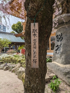 博多、櫛田神社の枝垂れ桜