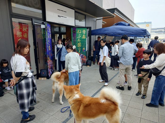 福岡のわらび座公演を秋田犬が応援 | 県人会からのお知らせ | 秋田県人会