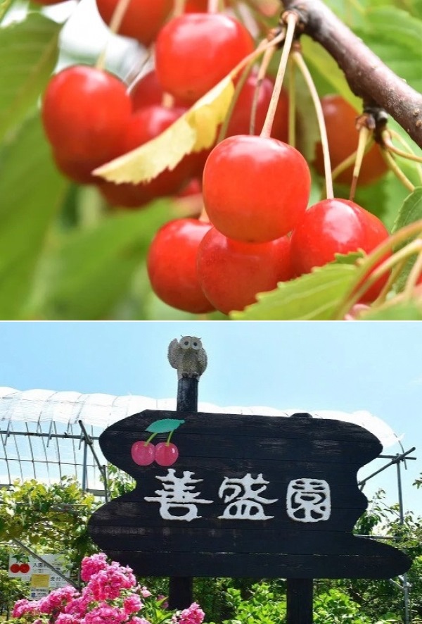 さくらんぼページ 栽培・出荷基準 | 東根さくらんぼ 地理的表示（GI）保護制度