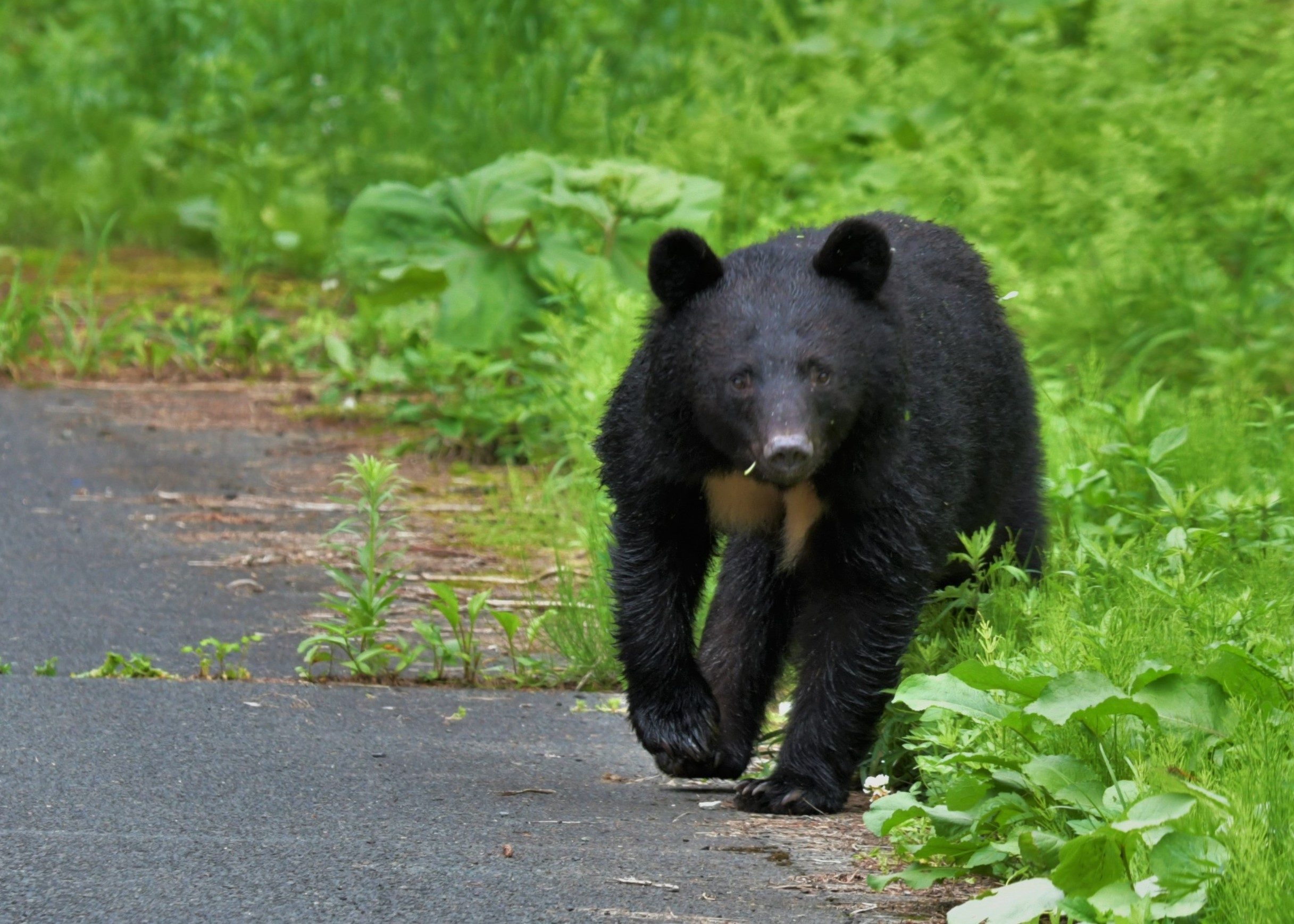 県民の安全安心を確保する対策を強化し「人とクマの健全な共存」を秋田
