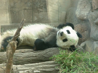 五泉山公園内にある動物園のパンダ