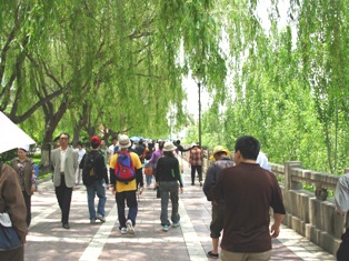 黄河河畔の柳並木