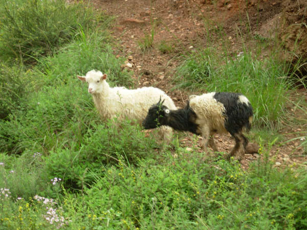 甘粛では羊の放牧が盛ん