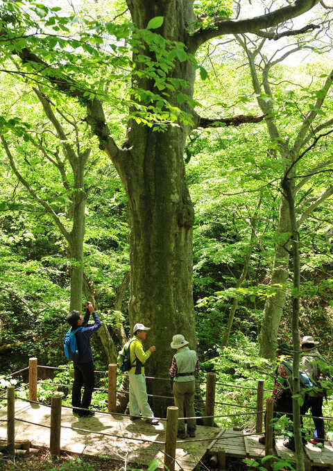 留山の森（とめやまのもり）八峰町