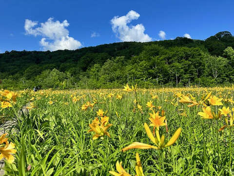 田苗代湿原